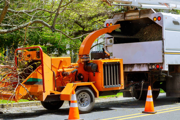 Professional Tree Removal and Landscaping Services in Yountville, CA